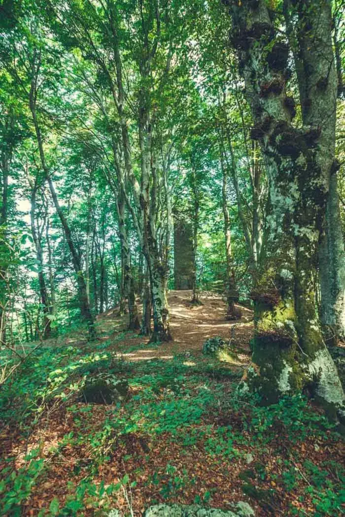 I faggi secolari della Faggeta Vetusta del Monte Cimino attraversati dalla luce
