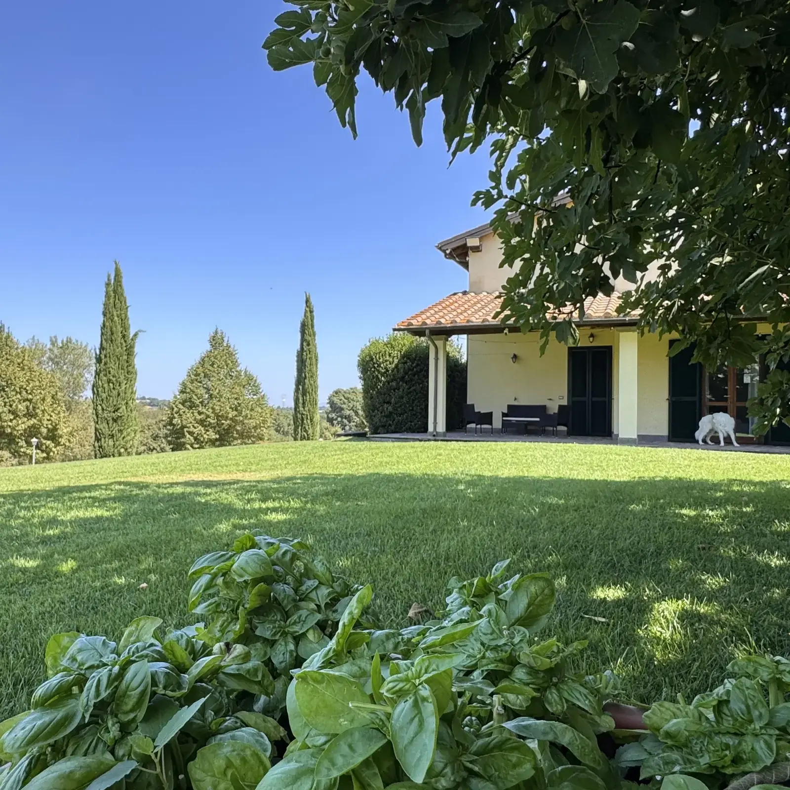 Il basilico dell'orto in primo piano e la casa dell'Oasi del Verde sullo sfondo del prato